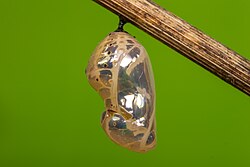 Common crow butterfly (Euploea core) chrysalis illustrating the Ancient Greek origin of the term: χρυσός (chrysós) for gold