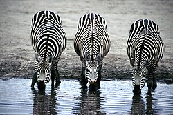 Caro investigated some 18 hypotheses to explain why zebras are striped, excluding all but one of them through experimental studies.