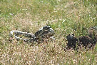 The occurrence of mobbing behavior across widely different taxa, including California ground squirrels, is evidence of convergent evolution.