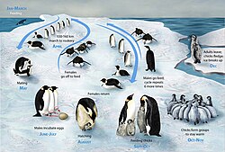 The life-cycle of the emperor penguin