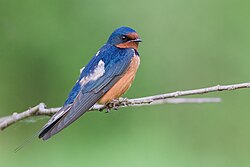 H. r. erythrogaster resting on a twig in Washington State, US