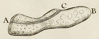 "Slipper animalcule," illustrated by Louis Joblot, 1718