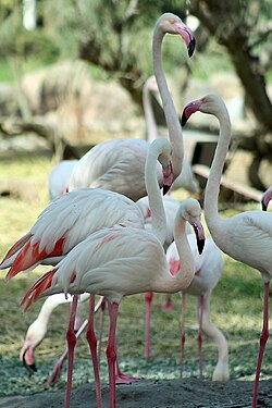 Greater flamingos (Phoenicopterus roseus) are native to Bahrain.