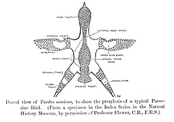 Pterylosis or the feather tracts in a typical passerine