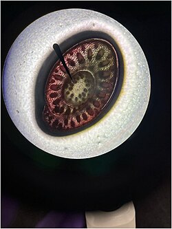 Cross section of a stem