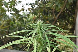 Hemp buds in India