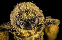 A bee (Melissodes desponsus) covered in pollen