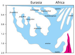 Simplified phylogeny of Homo sapiens for the last two million years