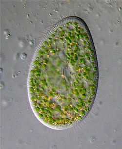 Paramecium bursaria, is one example of a variety of freshwater ciliates that host endosymbiont chlorophyte algae from the genus Chlorella