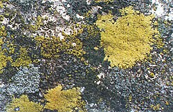 Lichens growing on concrete
