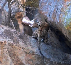 A lioness steals a leopard kill in Kruger National Park
