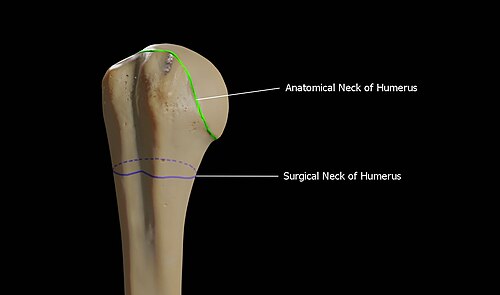 Anatomical vs surgical neck of humerus