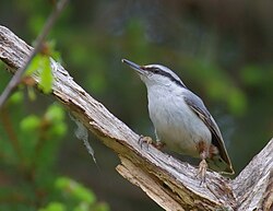 Female S. e. europaea in Sweden