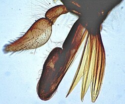 Tabanus mouthparts: The sharp cutting stylets are on the right, the spongelike lapping part in the centre.