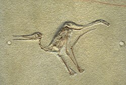 Fossil pterodactyloid juvenile from the Solnhofen Limestone
