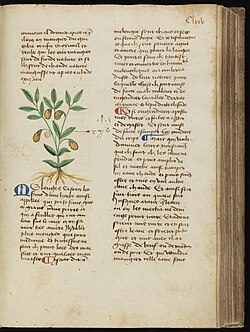 Illustrations of an eggplant from a possibly fifteenth-century French manuscript of a work by Matthaeus Platearius. The word melonge, below the illustration, has a blue initial M-.