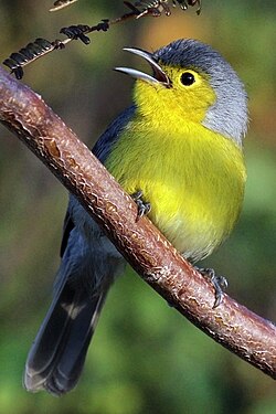 The forehead and crown of the Oriente warbler is grey, as opposed to the entirely yellow head of the yellow-headed warbler.