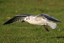 Laughing gull, a species of the Americas, photographed in Wales.