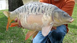 A 12 lb (5.4 kg) mirror carp