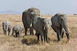 A family of African bush elephants
