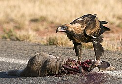 A wedge-tailed eagle and carrion (roadkill kangaroo) in the Pilbara region of Western Australia.