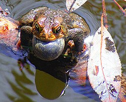 American toad (Anaxyrus americanus) singing