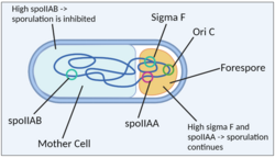 Diagram of bacterium with labeled forespore, mother cell and asymmetrically partitioned chromosomal loci