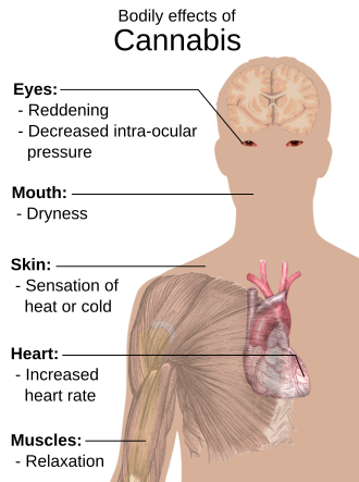 Main short-term physical effects of cannabis