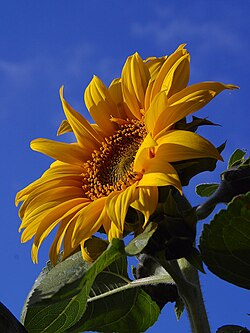 Sunflower pollinated by butterflies and bees