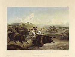 Illustration of Indians hunting the bison by Karl Bodmer