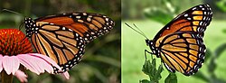 Monarch (left) and viceroy (right) butterflies exhibiting Müllerian mimicry