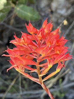 Disa ferruginea
