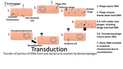 Transduction image