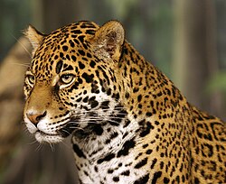The Jaguar, native to northeastern Argentina was chosen as the symbol of the team in 1941