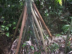 The stilt roots of Socratea exorrhiza