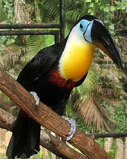 Channel-billed toucan, Trinidad