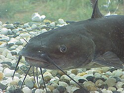 Catfish have millions of taste buds covering their entire bodies.
