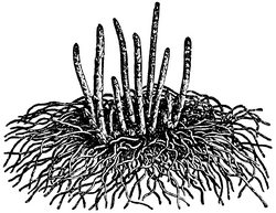 Asparagus shoots grow from turions rather than directly from the main stem of the plant