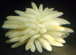 Egg cases laid by a female squid External videos Squid spawning