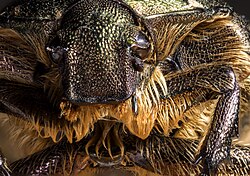 On this high quality closeup, head anatomic details are well visible.