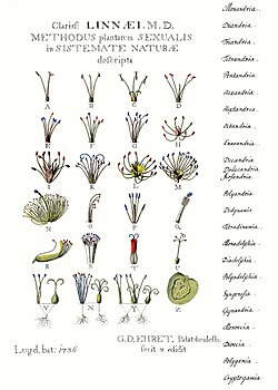 From 1736, an illustration of Linnaean classification