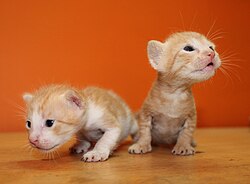 Two 17-day-old kittens