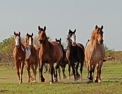 Small herd of rough stock in Texas