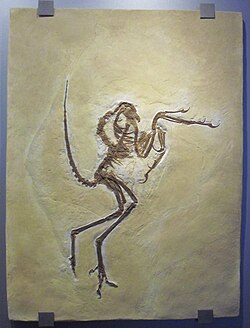 The Solnhofen Specimen, by some considered as belonging to the genus Wellnhoferia