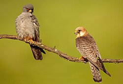 Male (left) and female (right) red-footed falcons