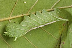 Cryptic countershaded caterpillar of a hawkmoth, Ceratomia amyntor