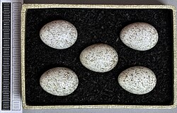 Eggs, Collection Museum Wiesbaden, Germany