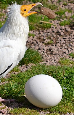 Egyptian vulture using a stone to break an egg too large to pick up