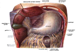 Gallbladder shown in green below the liver