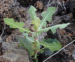 Prickly lettuce (Lactuca serriola)